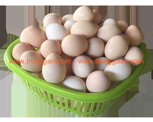 Trứng gà ác - trứng gà ri